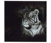Картина на стекле 30х30 см «Бенгальский тигр»