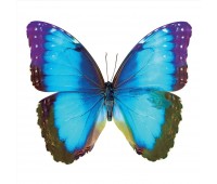 Фотообои флизелиновые «Бабочка» 200х200 cм